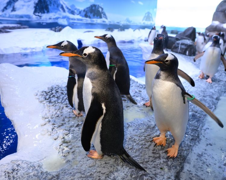 penguins at sea life london
