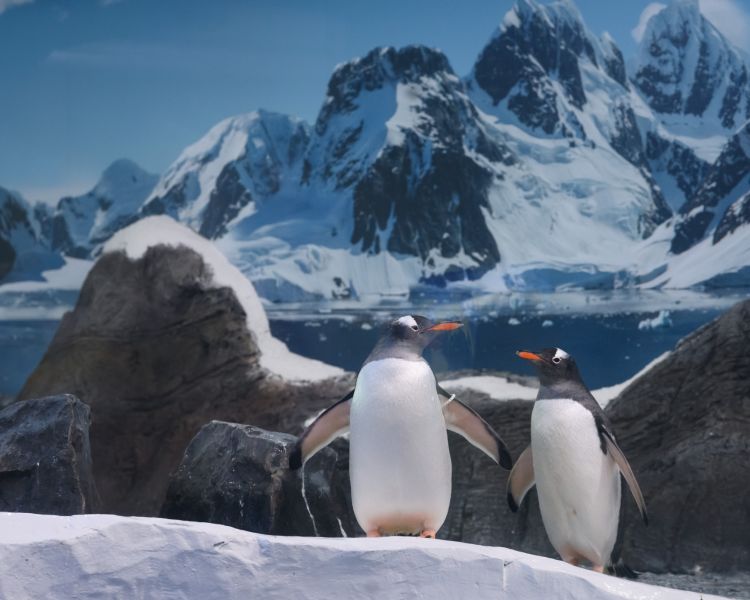 penguins at sea life london