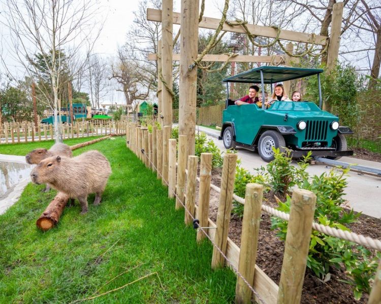 family looking at animals at Chessington world of adventures