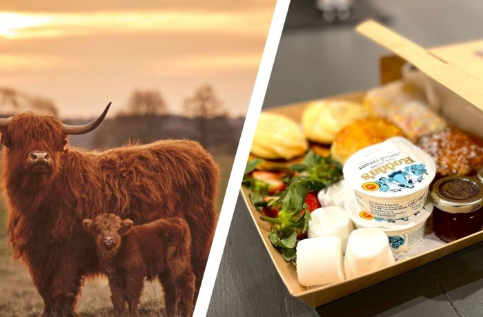 Split photo of an afternoon tea box and highland cows