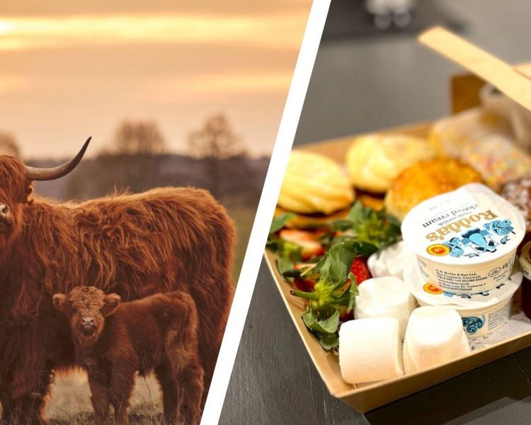 Split photo of an afternoon tea box and highland cows