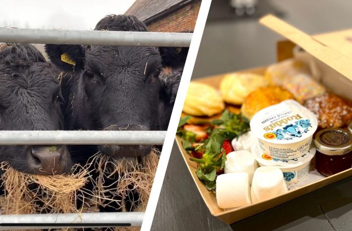 Split photo of an afternoon tea box and mini dexter cows