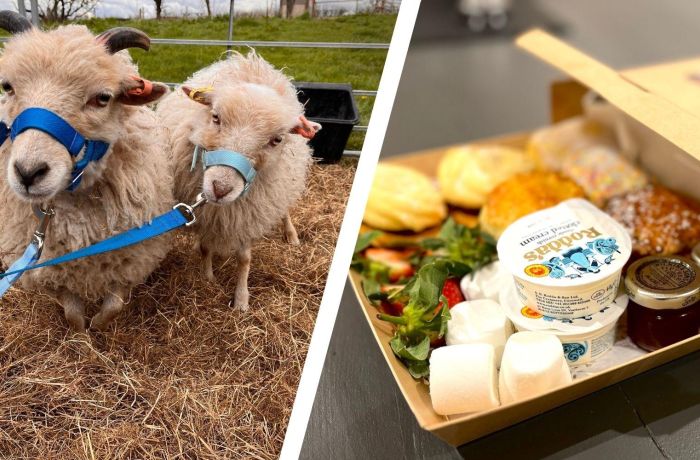 Split photo of an afternoon tea box and mini sheep
