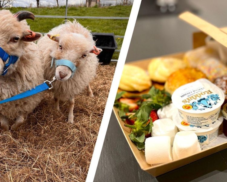 Split photo of an afternoon tea box and mini sheep