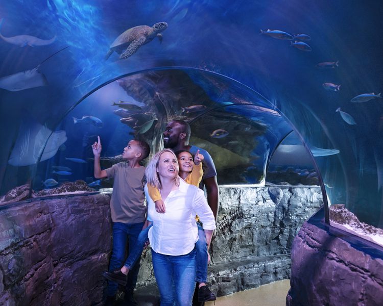 family walking through tunnel at sea life London aquarium