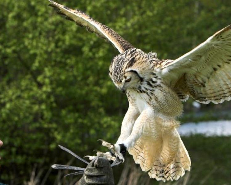 owl landing onto a woman's hand on a falconry experience