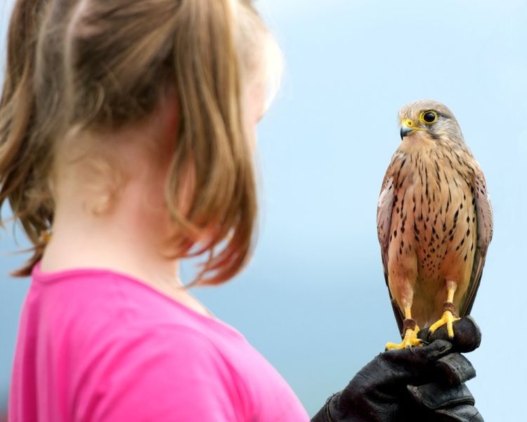 young girl holding a small bird of prey on her hand on a falconry experience