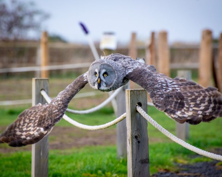 owl flying seen on a falconry experience