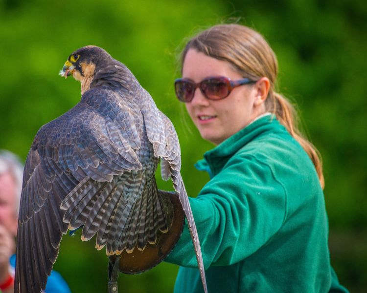 woman holding hawk on her arm on a falconry experience