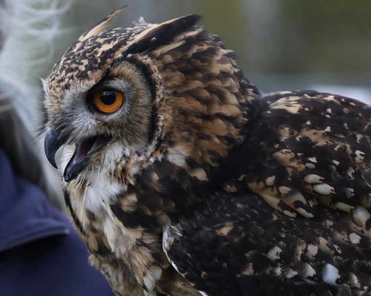 owl on a falconry experience