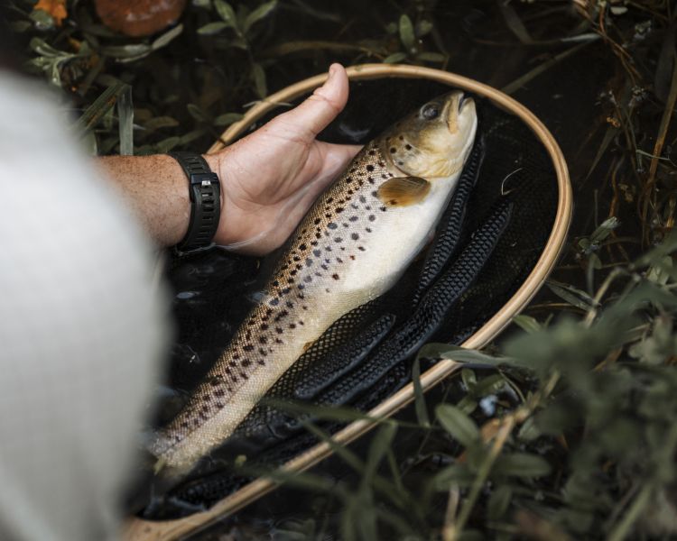 a fish lying in a fishing net caught on a fishing trip