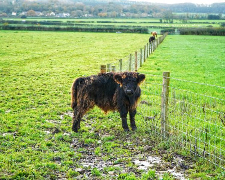 A lone highland calf in a field