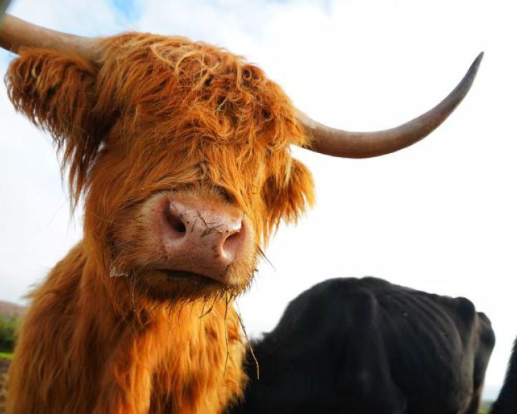 Close up of a highland cow and other cows nearby