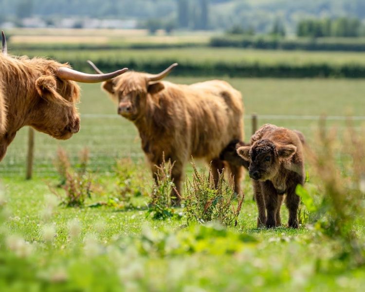 Highland cows and calf