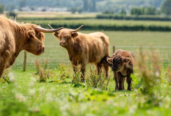 Highland cows and calf