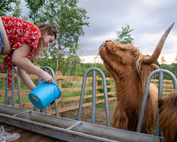 A lady feeding a highland cow