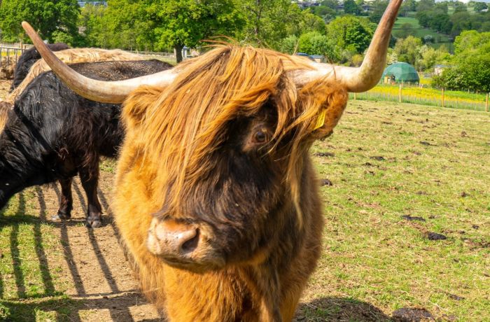 Close up of an orange highland cow