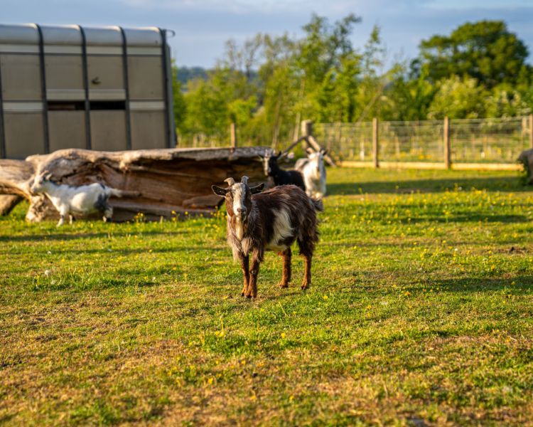 A brown and white goat with others in the background field