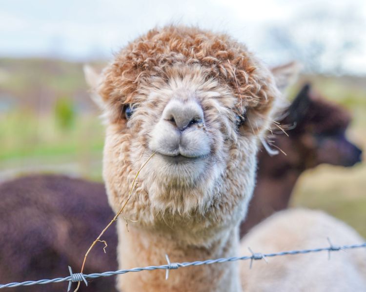 A close up of a tan alpaca with curly fur