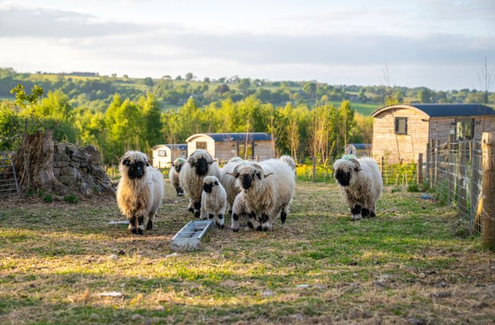 A flock of valais blacknosed sheep with calves