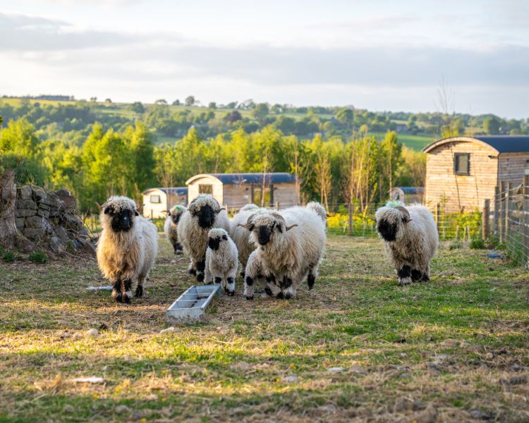 A flock of valais blacknosed sheep with calves