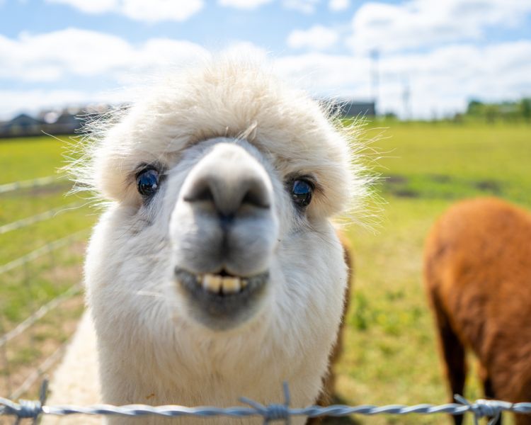 A close up of a white alpaca smiling