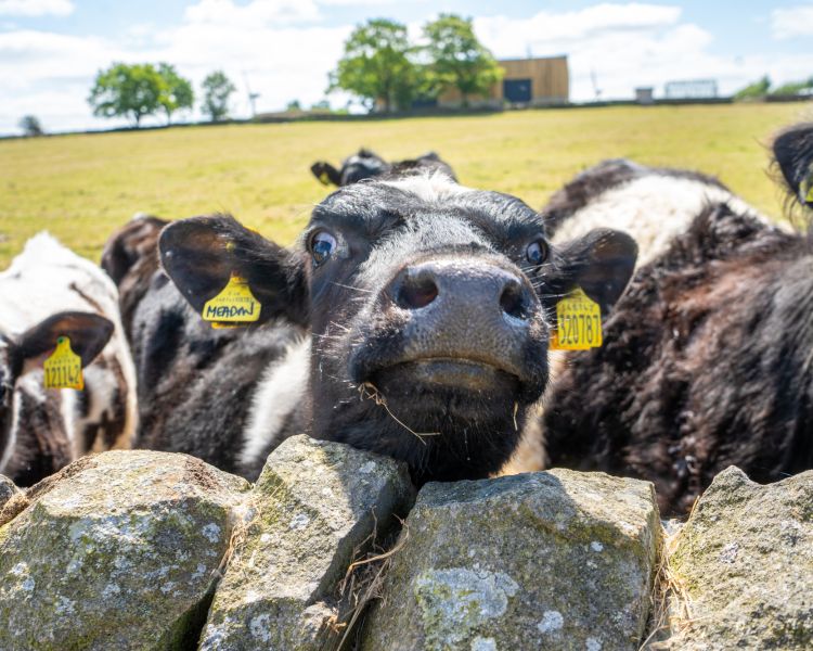 A close up of dairy cows peeping over a stone wall