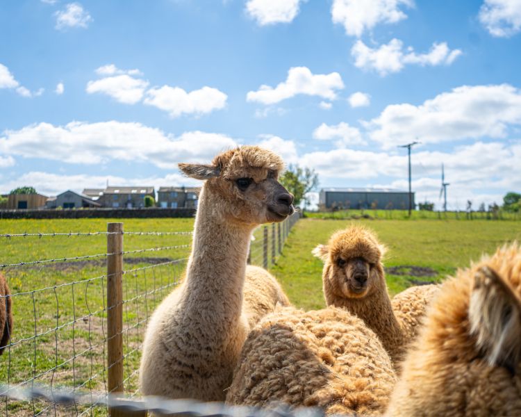 A group of tan alpacas