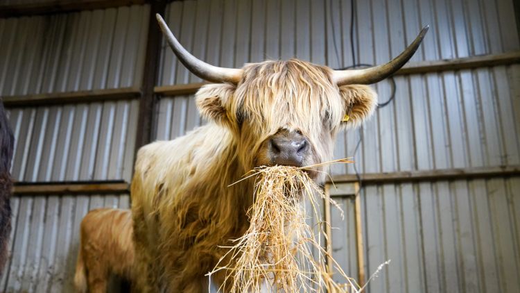 Close up image of a tan highland cow eating hay