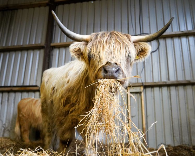 Close up image of a tan highland cow eating hay