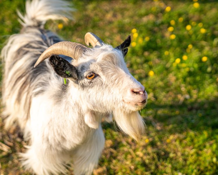 Close up image of a white and grey goat