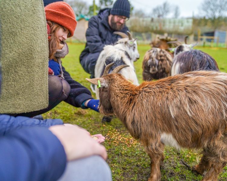 Guests feeding goats