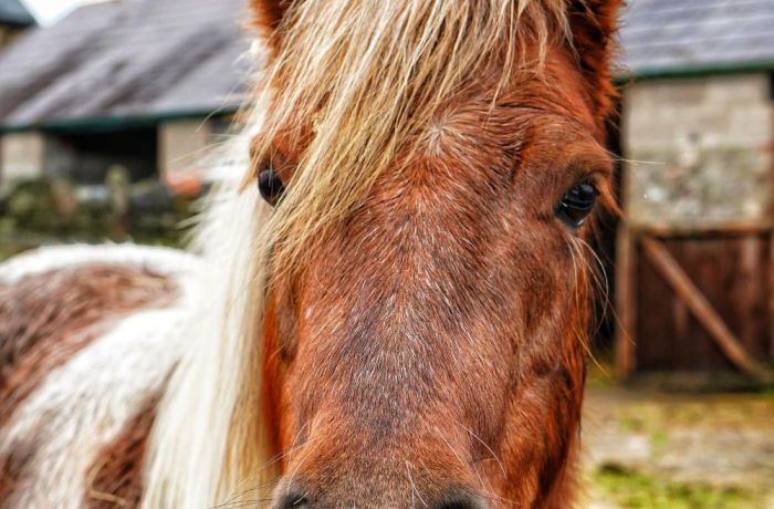 Peanut shetland pony