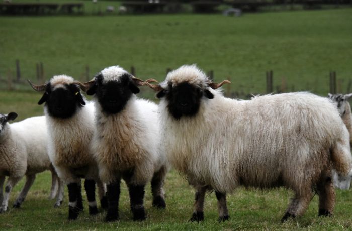 Blacknosed sheep