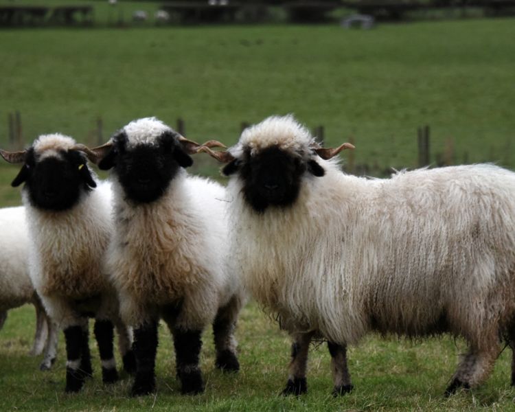 Blacknosed sheep