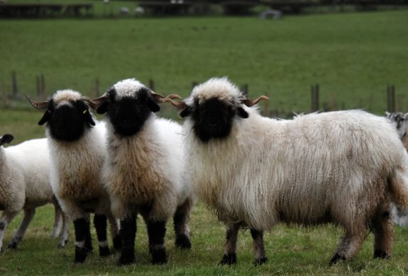 Blacknosed sheep