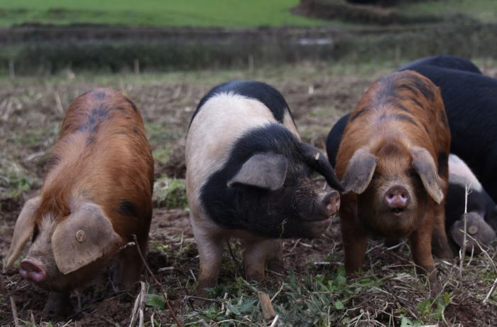 Piggies lower house farm