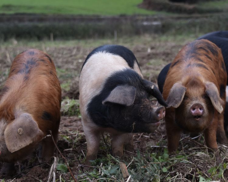 Piggies lower house farm