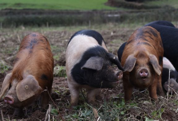 Piggies lower house farm