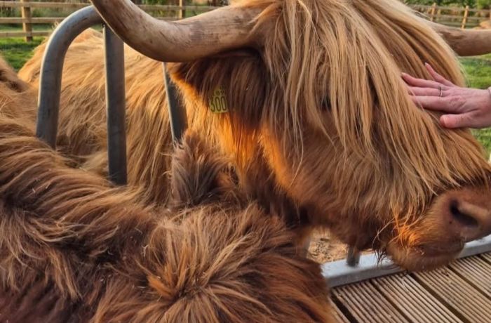 Highland Cow Close Up Windmill Retreats