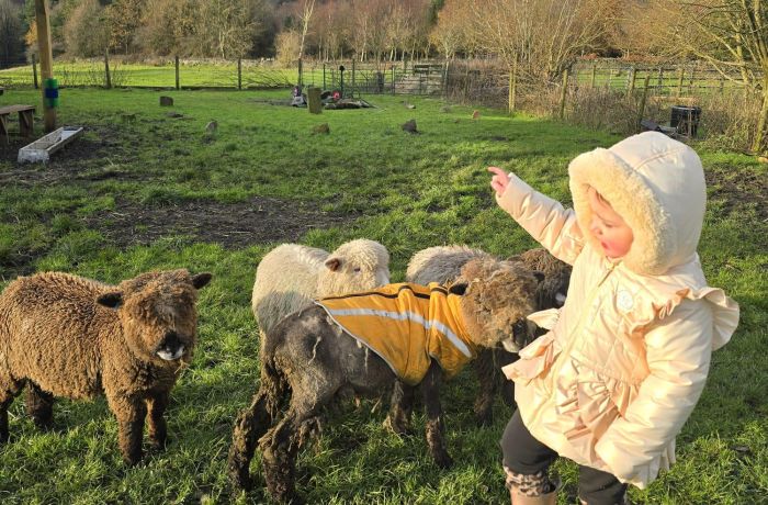 young girl meeting sheep on a west yorkshire farm