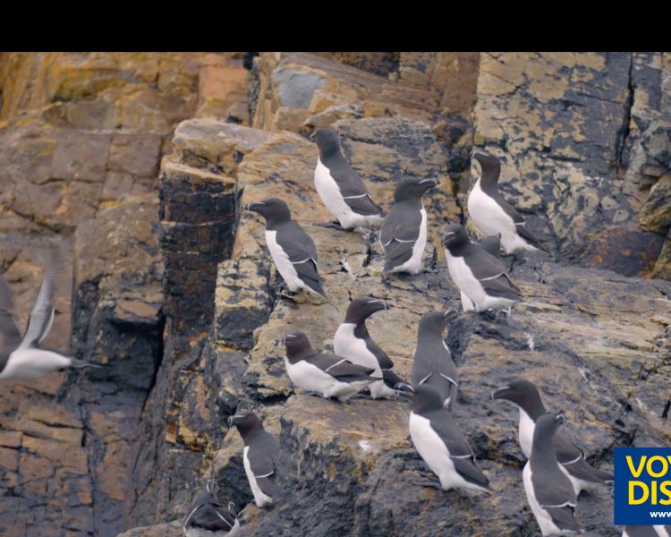 Ramsey razorbills