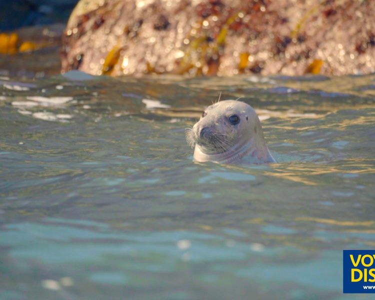 Ramsey seal