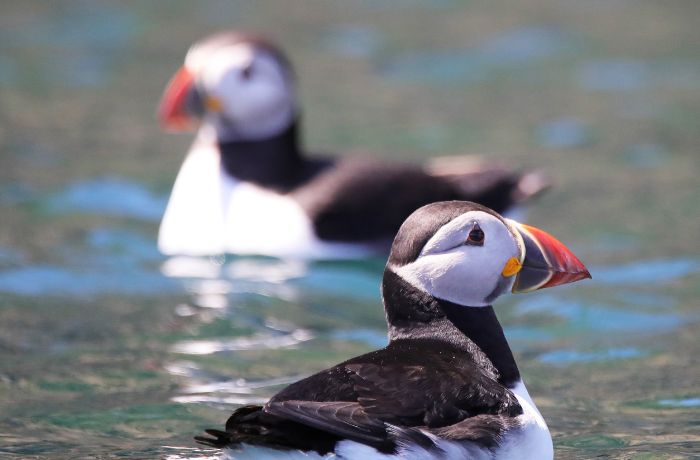 Skomer puffins