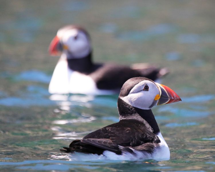 Skomer puffins