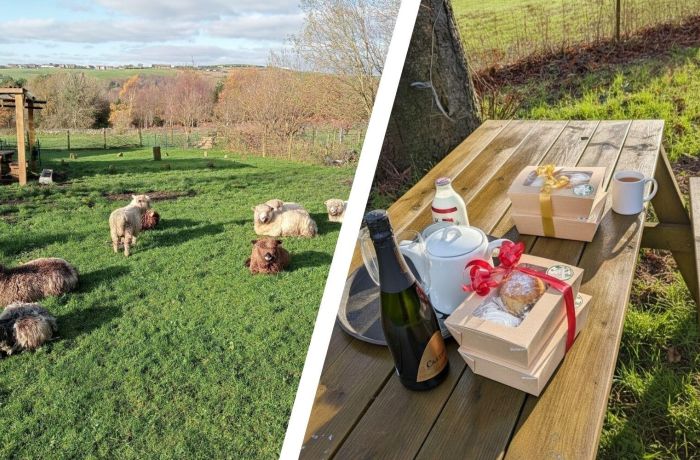 Split photo of sheep on farm and afternoon tea on a bench on the farm