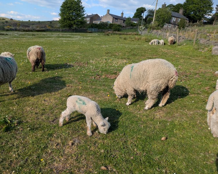 Sheep with lambs in a field