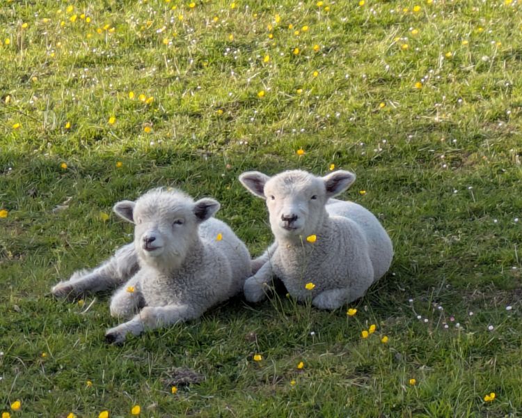 Two lambs lying in a field