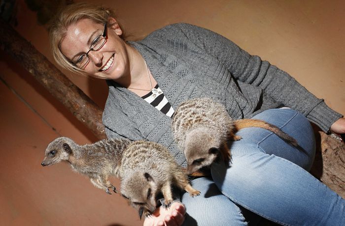 woman with meerkats on her lap as part of a meerkat experience day at hoo zoo in shropshire