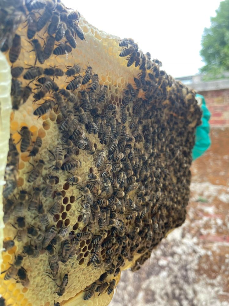 person holding a slice of honeycomb with bees all over it on a beekeeping experience at fort amherst for two